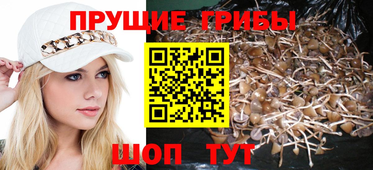 Псилоцибиновые грибы Cubensis Югорск